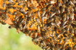 Pszczoły na plastrze miodu w pasiece wiosną