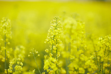 Wall Mural - rapeseed field with yellow flowers