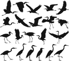 Bird - Herons