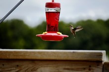 Cute Hummingbird At A Backyard Feeder