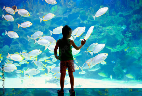 Fotografie, Obraz little boy, kid watching the shoal of fish in oceanarium