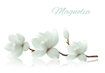 Poster - Flower background with blossom branch of white magnolia. Vector