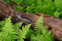 Cinnamon Ferns And Log