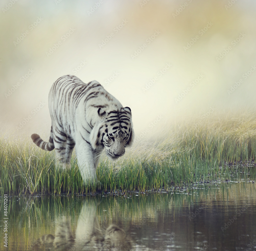 White Tiger - obrazy, fototapety, plakaty 