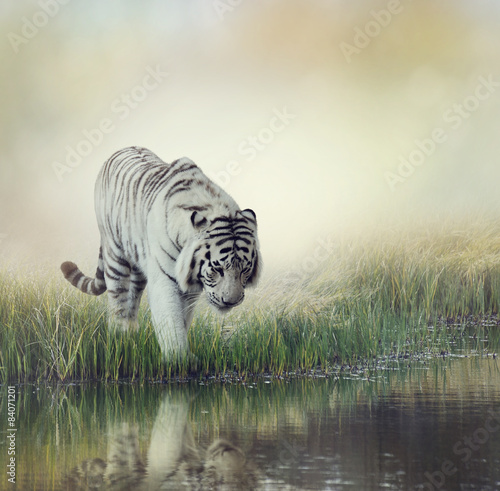 Платно  White Tiger