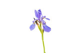 Fototapeta Lawenda - Blue iris flower