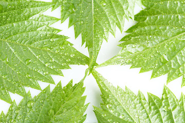 Canvas Print - Beautiful green leaves with water drops close up