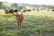 Swiss cows on farm