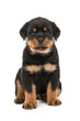 Cute sitting rottweiler puppy isolated on a white background