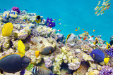Fototapeta  - Underwater world with corals and tropical fish.