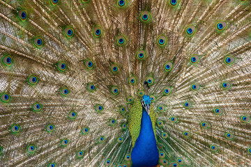 Wall Mural - beautiful peacock with feathers out