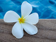 White plumeria flower on swimming pool.