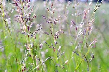 Wall Mural -  green grass