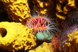 Flame scallop Ctenoides scaber underwater sea