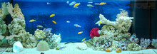 Large Rectangular Aquarium With Tropical Cichlids Fish