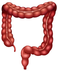 Sticker - Intestine