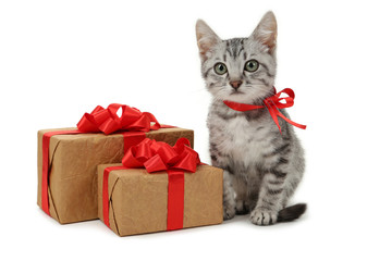 Beautiful cat with gift box isolated on white