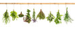 Collection of fresh herbs. Basil, sage, dill, thyme, mint, laven