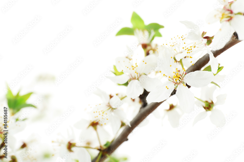 Flowering branch isolated on white