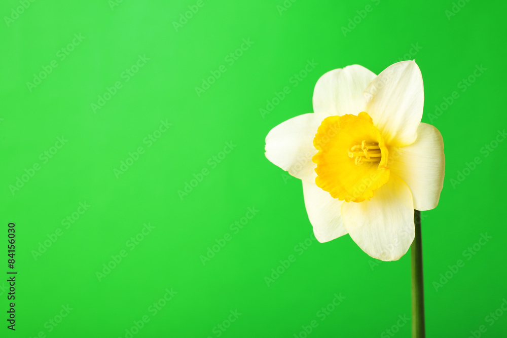 Fresh narcissus flower on color background
