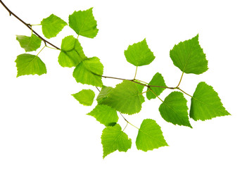 Fresh Green Leaves isolated.