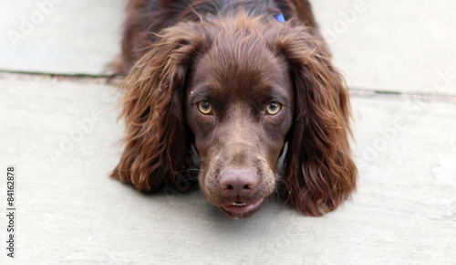 chocolate cocker spaniel for sale