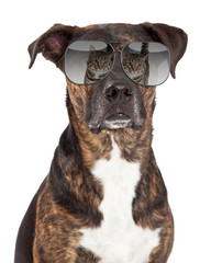 Wall Mural - Funny Dog With Cat Reflection in Sunglasses