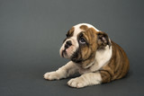 Fototapeta  - English bulldog puppy