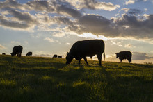 Cows In Field Silhouetted At Sunset