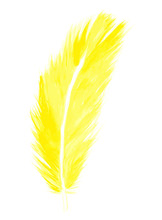 Yellow Feather. Watercolor, Vector.