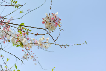Wall Mural - pink cassia flower