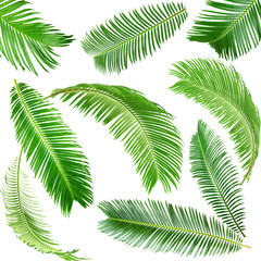 Poster - Green palm leaves isolated on white