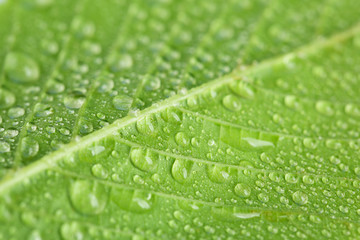 Canvas Print - Beautiful green leaf with water drops close up