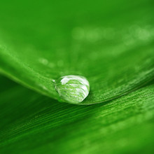 Close Up Of Green Leaf With Drops