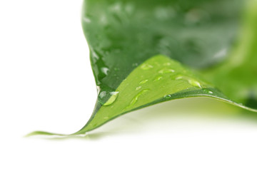 Wall Mural - Green leaf with droplets isolated on white