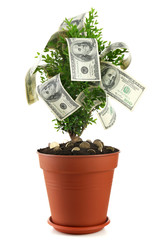 Wall Mural - Decorative tree in pot with money isolated on white