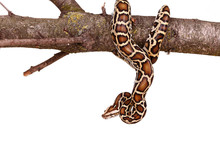 Butter Ball Royal Python Moorish Viper Boa Snake On A Branch With Flowers Isolated On White