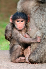 Cute Baby Chacma Baboon In The Arms Of Its Mother