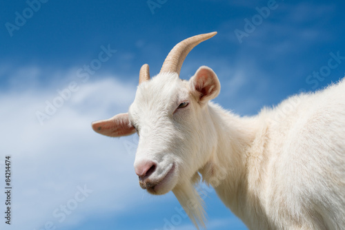 Fotografia  青空と山羊
