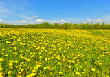 Fototapeta Dmuchawce - Meadow of dandelions