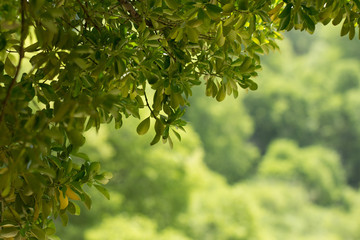 Wall Mural - green leaves with natural background shallow dof