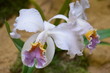 Orchideenblüten weiß rosa - Cattleya gaskelliana var coerulea 
