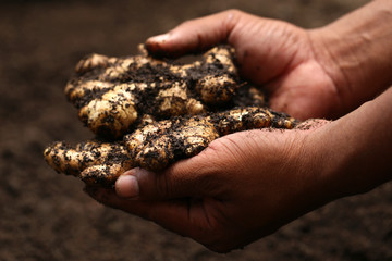 Wall Mural - Newly harvested ginger