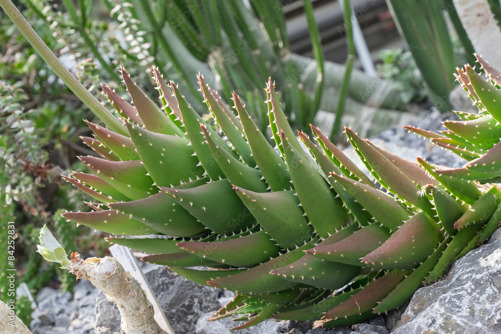 sesderma aloe Buy Sesderma Hidraloe Aloe Gel Online at low