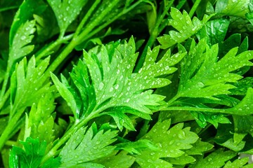 Wall Mural - organic fresh bunch of parsley with drops closeup