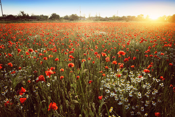 Wall Mural - summer poppy field