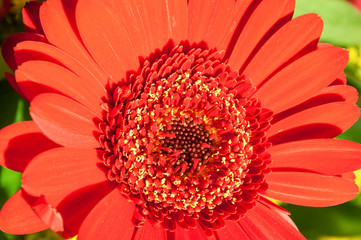 marco detail of a red flower