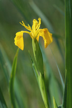 Flower Of Yellow Iris (Iris Pseudacorus). Close Up