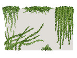 Ivy on wall