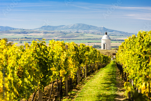 chapel with vineyard near Velke Bilovice, Czech Republic Poster